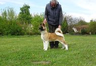 International Dog Show - Debrecen CACIB