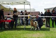 International Dog Show - Debrecen CACIB