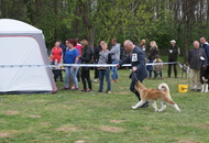 National Dog Show - Kaposvár CAC