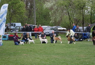 National Dog Show - Kaposvár CAC