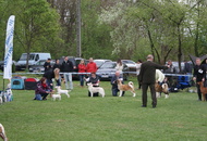 National Dog Show - Kaposvár CAC
