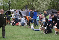 National Dog Show - Kaposvár CAC