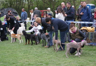 National Dog Show - Kaposvár CAC
