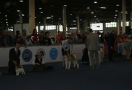 Budapest Grand Prix - CACIB Dog Show