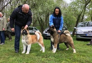 National Dog Show - Kaposvár CAC