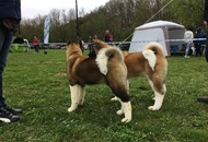 National Dog Show - Kaposvár CAC