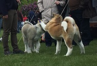 National Dog Show - Mosonmagyaróvár CAC