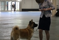 Budapest Grand Prix - CACIB Dog Show