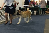 Budapest Grand Prix - CACIB Dog Show