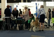 Budapest Grand Prix - CACIB Dog Show