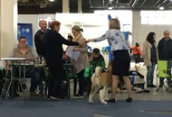 Budapest Grand Prix - CACIB Dog Show