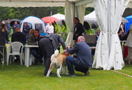 International Dog Show – CACIB Varasdin (HR)
