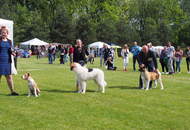 International Dog Show – CACIB Varasdin (HR)