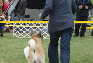 Pápa CAC 20.05.2017 AM and Esterházy Memorial CAC 20.05.2017 PM