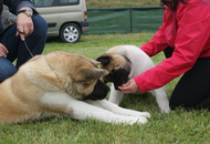Pápa CAC 20.05.2017 AM and Esterházy Memorial CAC 20.05.2017 PM