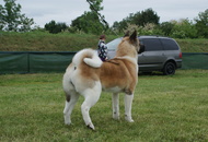 Pápa CAC 20.05.2017 AM and Esterházy Memorial CAC 20.05.2017 PM