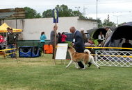 Pápa CAC 20.05.2017 AM and Esterházy Memorial CAC 20.05.2017 PM