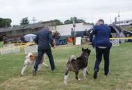 Pápa CAC 20.05.2017 AM and Esterházy Memorial CAC 20.05.2017 PM