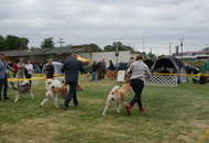 Pápa CAC 20.05.2017 AM and Esterházy Memorial CAC 20.05.2017 PM