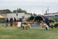 Pápa CAC 20.05.2017 AM and Esterházy Memorial CAC 20.05.2017 PM