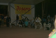 -16. Night CAC and CACIB Szombathely (H)