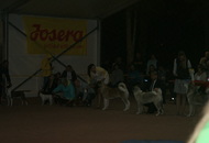 -16. Night CAC and CACIB Szombathely (H)