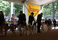 -16. Night CAC and CACIB Szombathely (H)