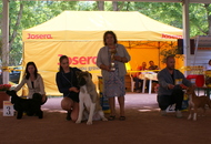 -16. Night CAC and CACIB Szombathely (H)