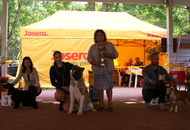 -16. Night CAC and CACIB Szombathely (H)