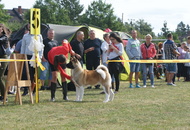 CAC Dog Show Herend (H)