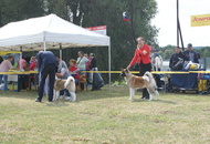 CAC Dog Show Herend (H)