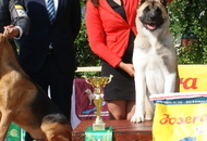 CAC Dog Show Herend (H)