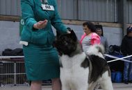 Blaze Of Danger Zone "Bruno"