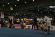 World Dog Show Leipzig (D)