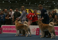 World Dog Show Leipzig (D)