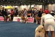 World Dog Show Leipzig (D)
