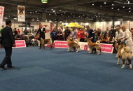World Dog Show Leipzig (D)