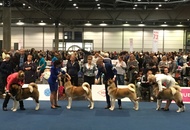 World Dog Show Leipzig (D)