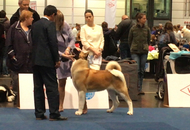 World Dog Show Leipzig (D)