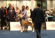 World Dog Show Leipzig (D)