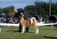 OTK 30. Jubileumi CAC&Speciál Országos Kutyakiállítás (H)