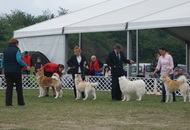Komárom CAC Dog Show (H)
