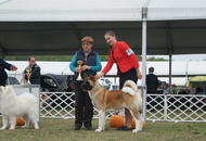 Komárom CAC Dog Show (H)
