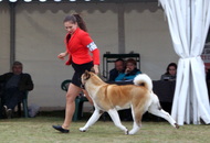 Komárom CAC Dog Show (H)