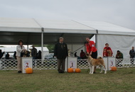 Komárom CAC Dog Show (H)