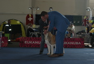 -01.10. Internationale Ausstellung Tulln (A)