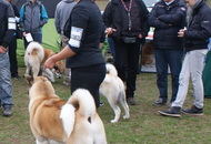 -22. CACIB Komárom (H)