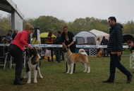 -22. CACIB Komárom (H)