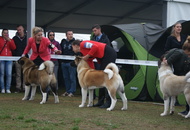 -22. CACIB Komárom (H)