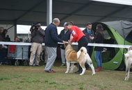 -22. CACIB Komárom (H)